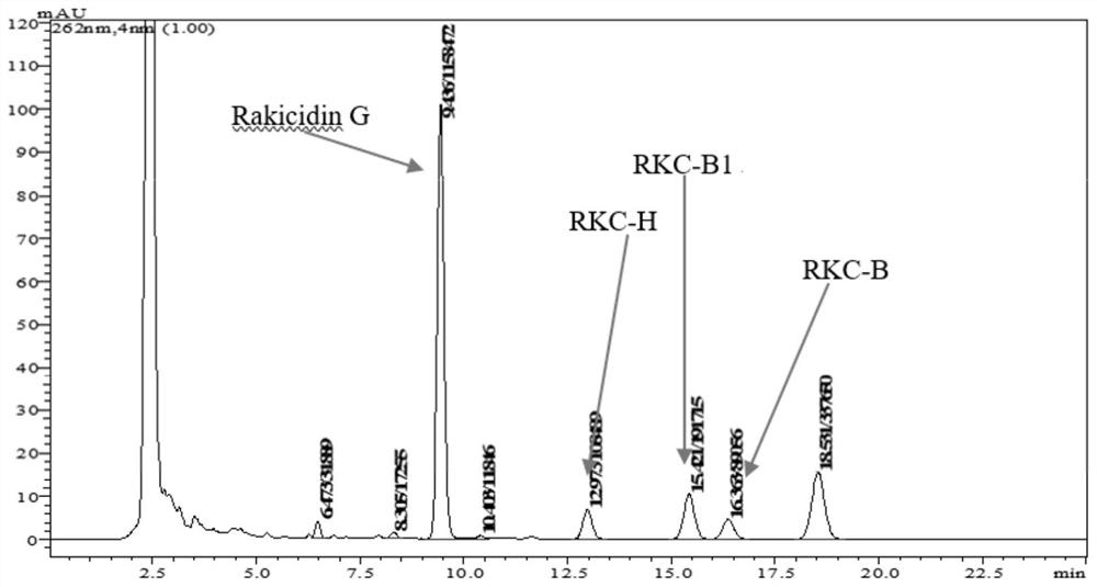 A marine micromonospora strain fermenting high-yielding rakicidin G and its application