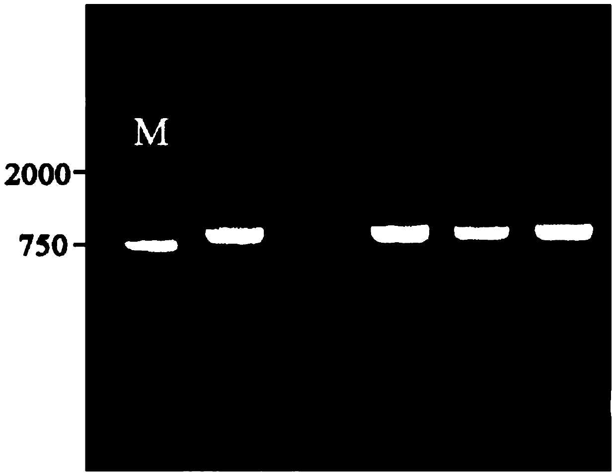 Soybean phosphate-starvation negative regulatory gene GmSPX1, and coding protein and application thereof