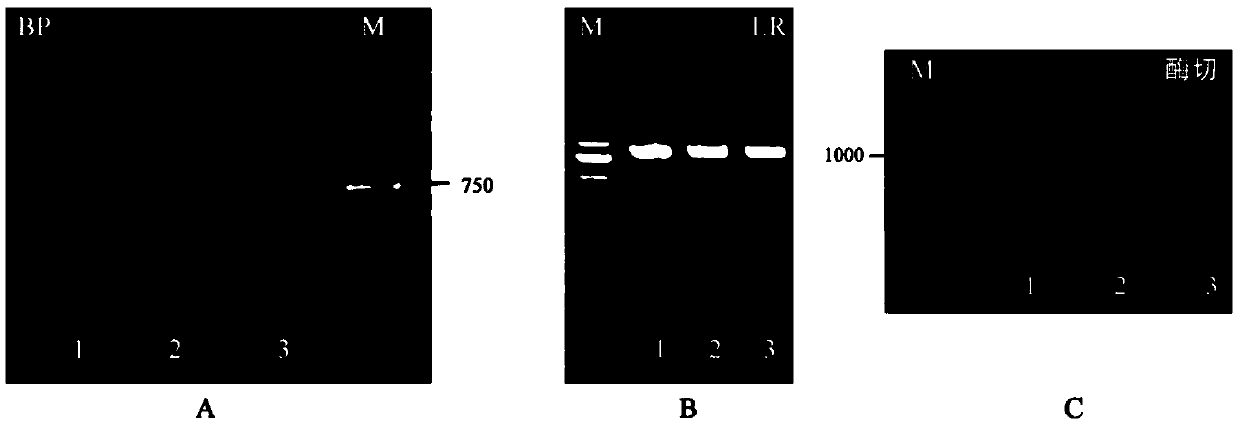 Soybean phosphate-starvation negative regulatory gene GmSPX1, and coding protein and application thereof