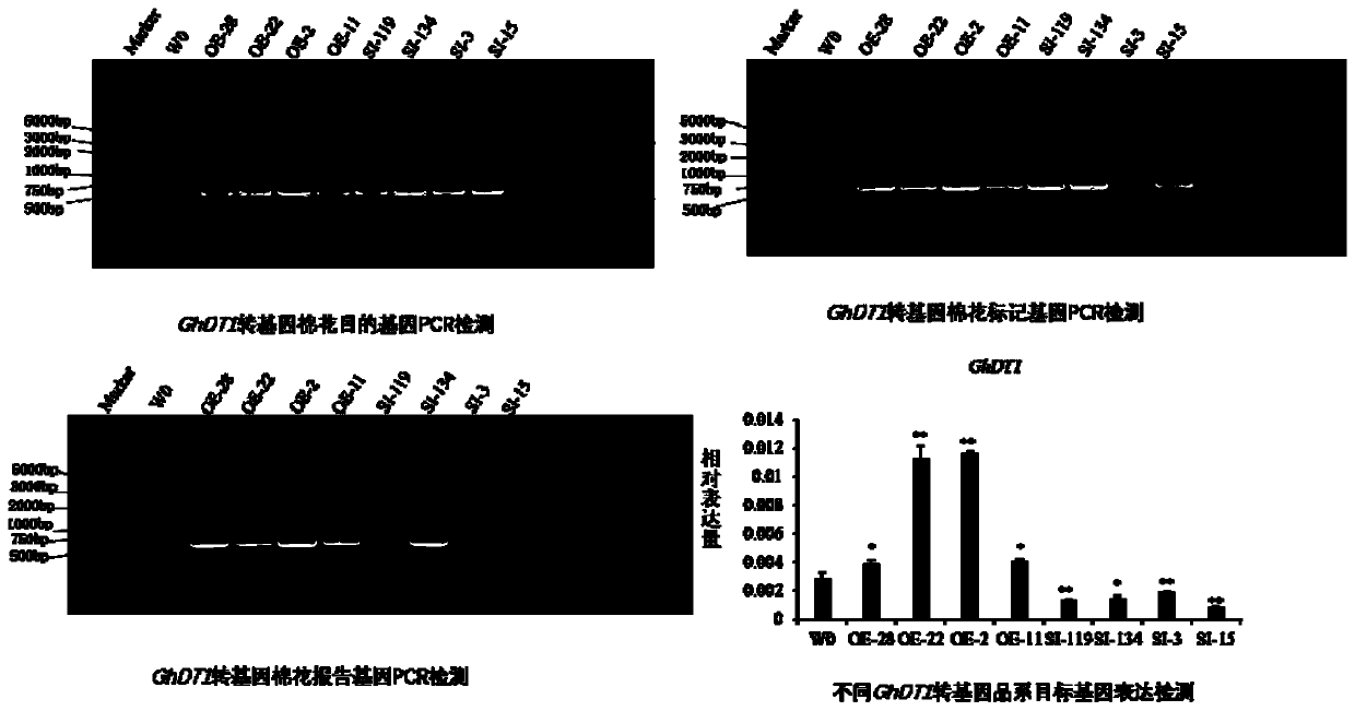 Cotton drought resistance related gene GhDT1 and application thereof