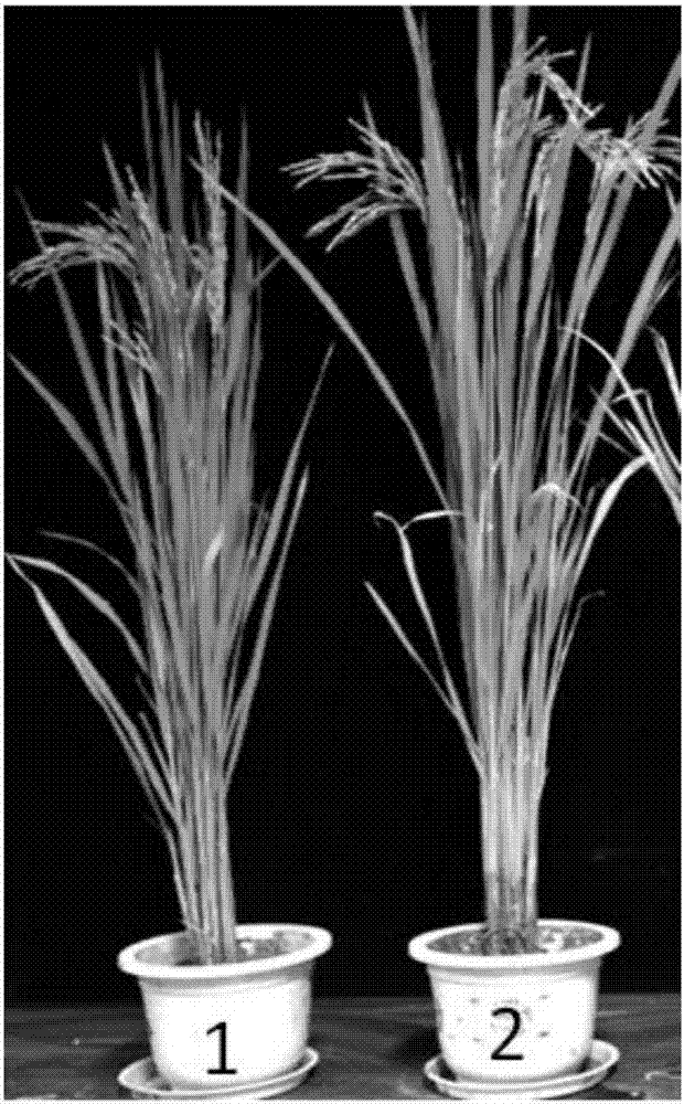 Rice bacterial leaf blight resistance related gene OsABA2 and application thereof