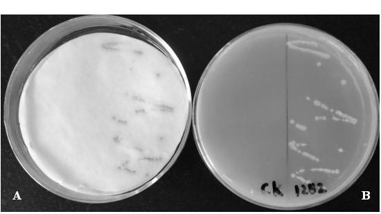 Soybean MYB (v-myb avian myeloblastosis viral oncogene homolog) transcription factor as well as coding gene and application thereof