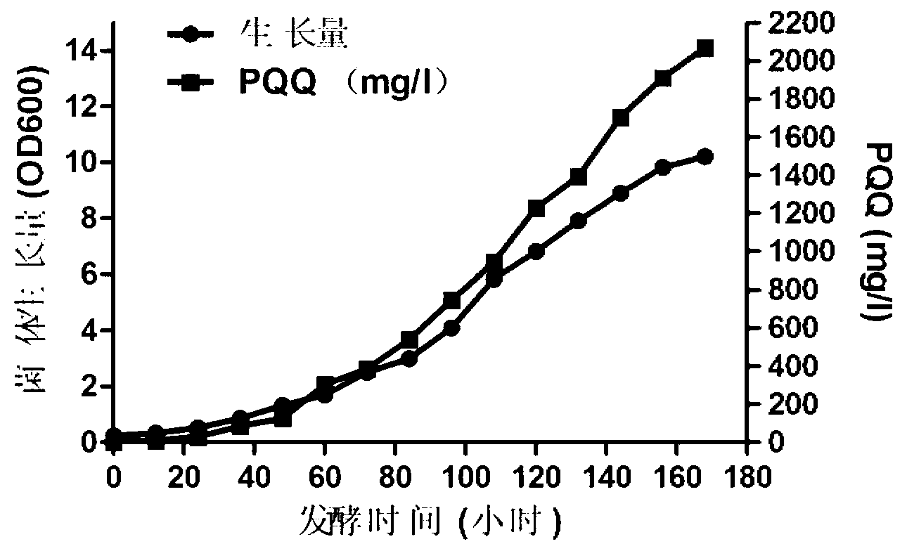 Method for producing pyrroloquinoline quinine through microbial fermentation and fermentation medium used in same