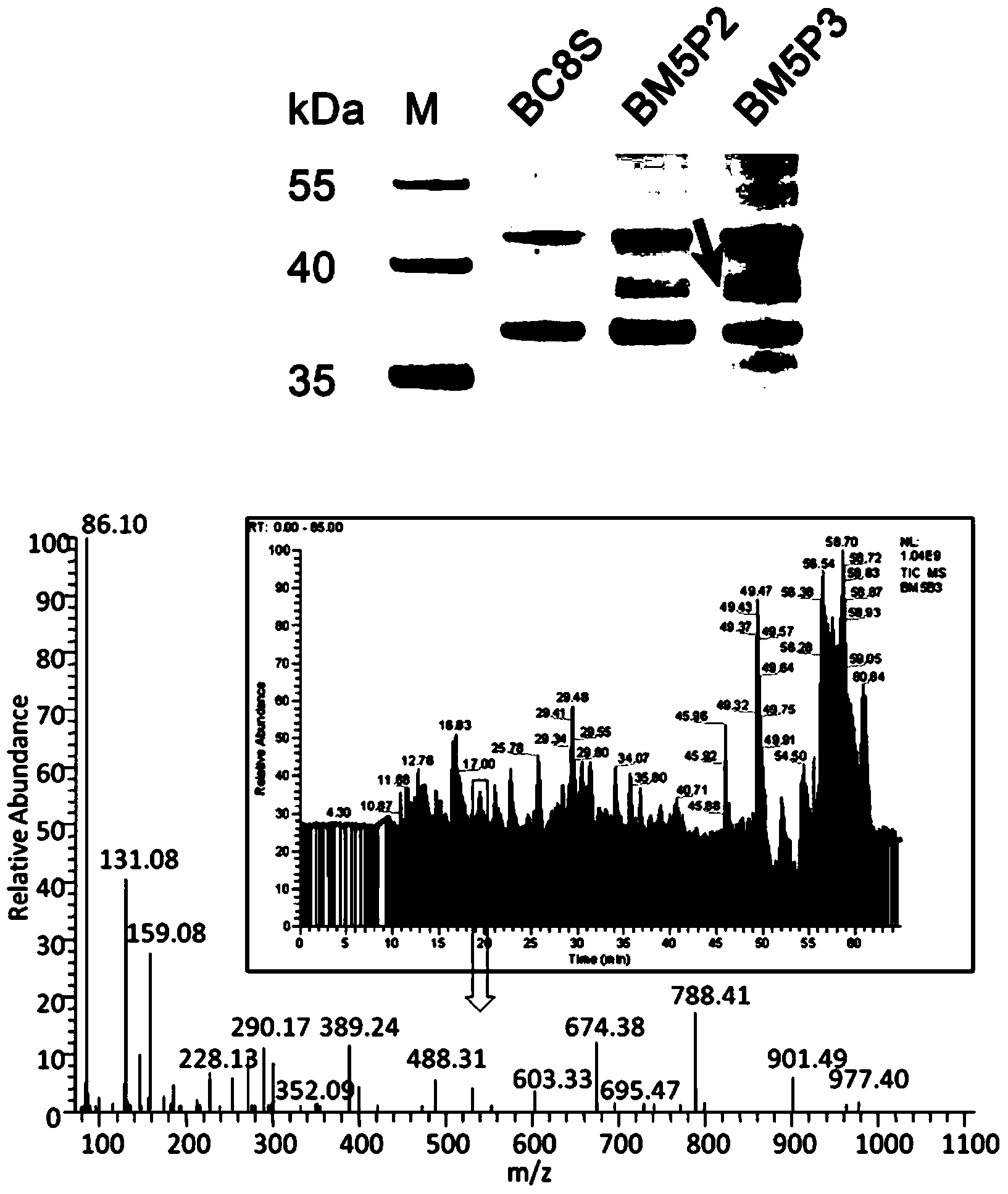 Methods for separating and identifying DNA (deoxyribonucleic acid) binding protein through DNA co-immunoprecipitation