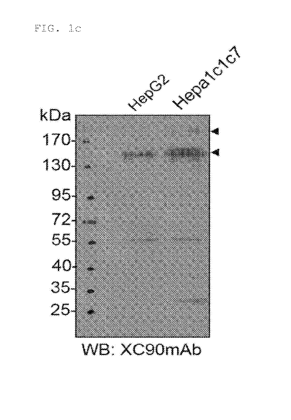 Antigenic composition for detecting auto-antibody with specific response to exosomal protein eif3a, and method for diagnosing liver cancer using antigenic composition
