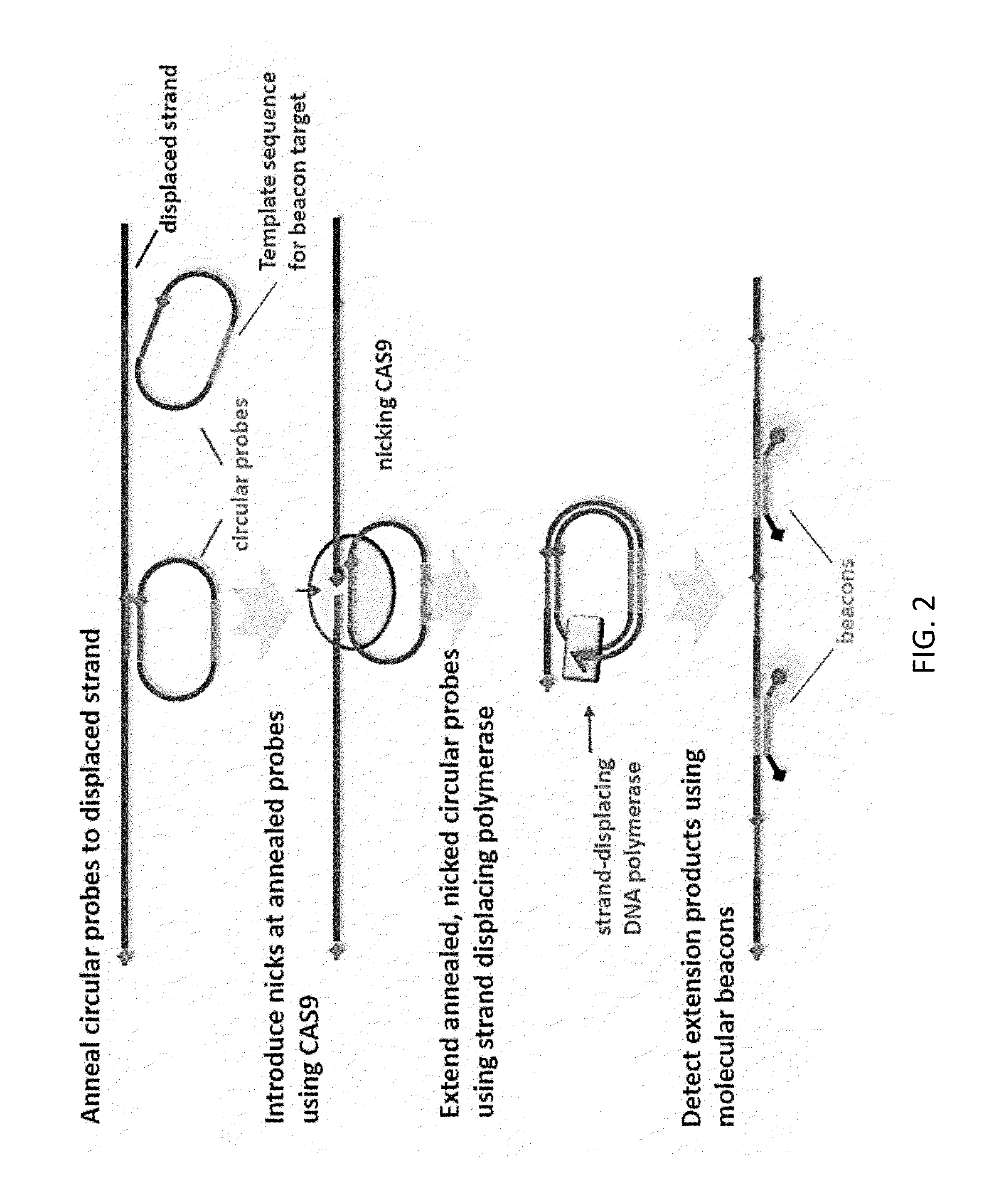 CAS9-based Isothermal Method of Detection of Specific DNA Sequence