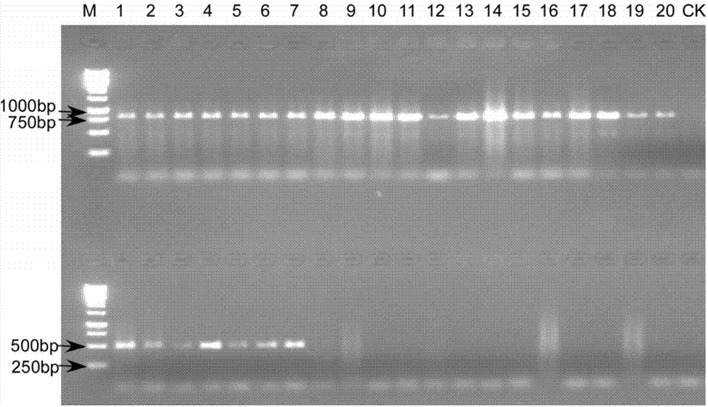 Rapid PCR (Polymerase Chain Reaction) molecular detection method for ditylenchus destructor thorne and application of rapid PCR molecular detection method