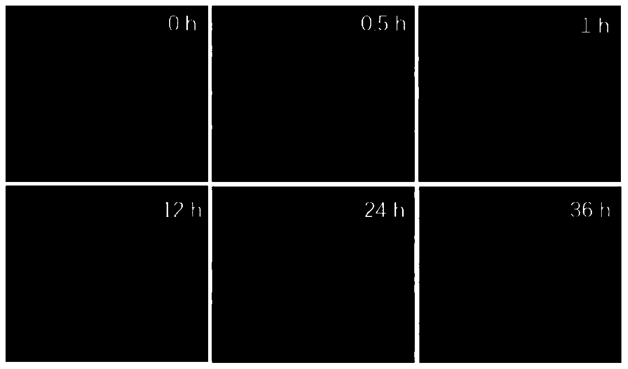 Application of PHB2 gene or protein inhibitor in preparation of anti-porcine circovirus type 2 drugs