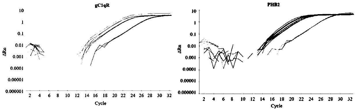 Application of PHB2 gene or protein inhibitor in preparation of anti-porcine circovirus type 2 drugs