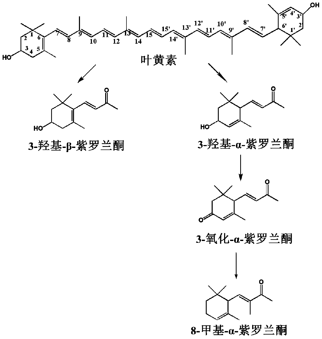 A method for biodegrading lutein to generate 8-methyl-α-ionone