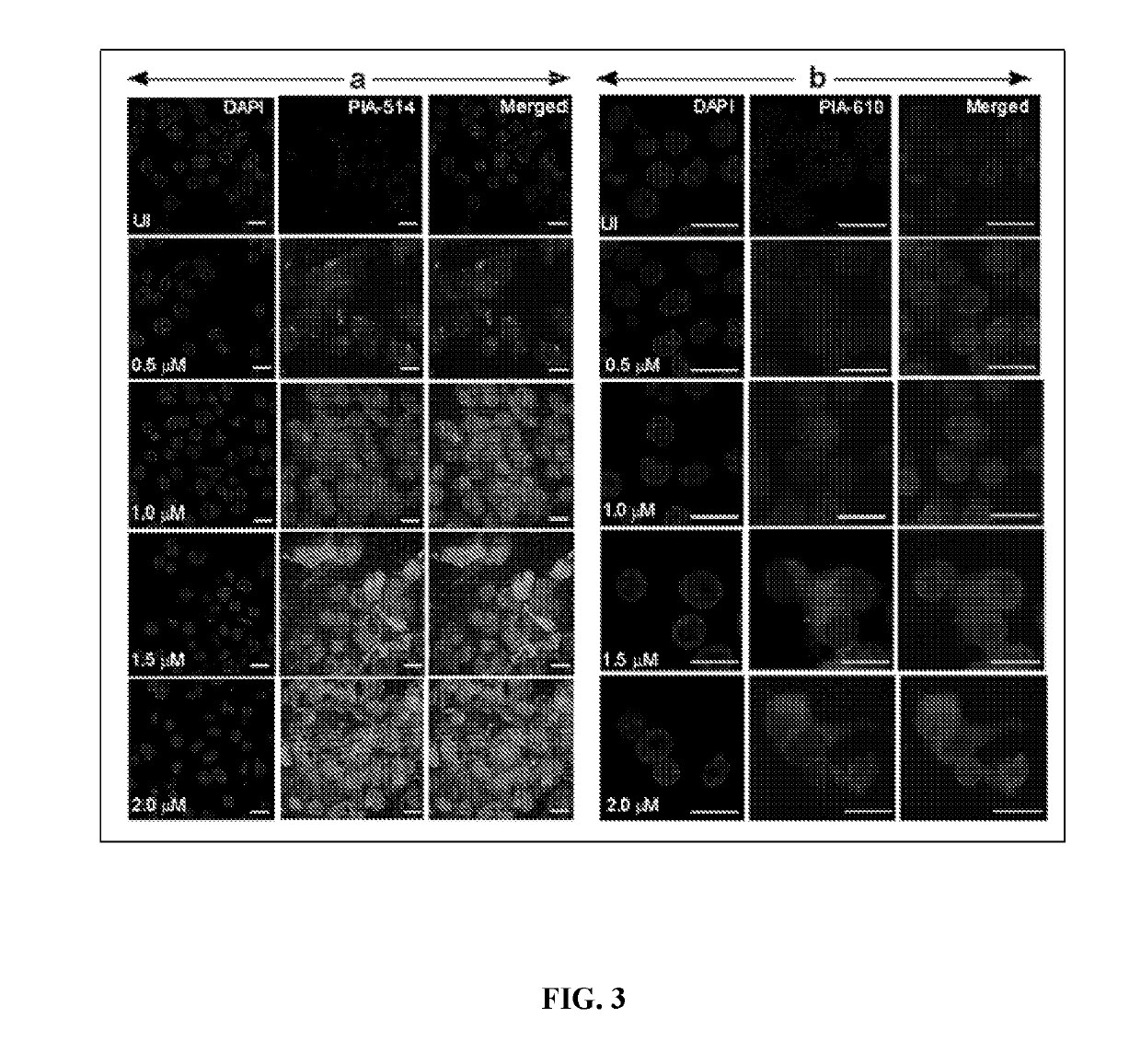 Novel in-vivo probe for real time longitudinal monitoring of inducible nitric-oxide synthase in living cells and animals
