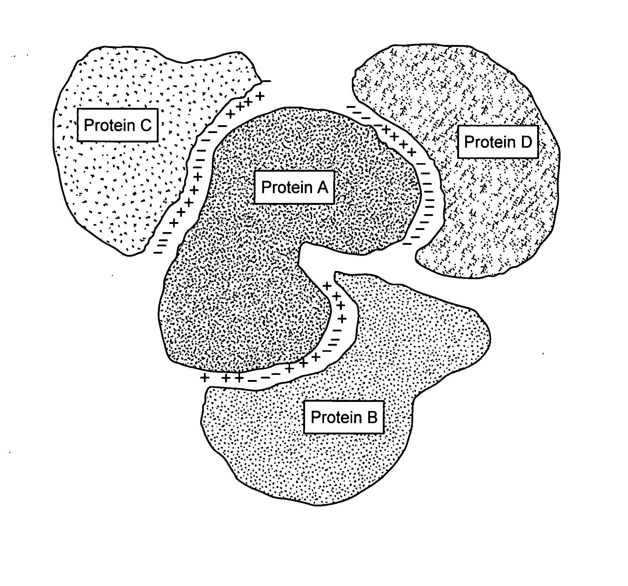 Protein-protein interactions and methods for identifying interacting proteins and the amino acid sequence at the site of interaction