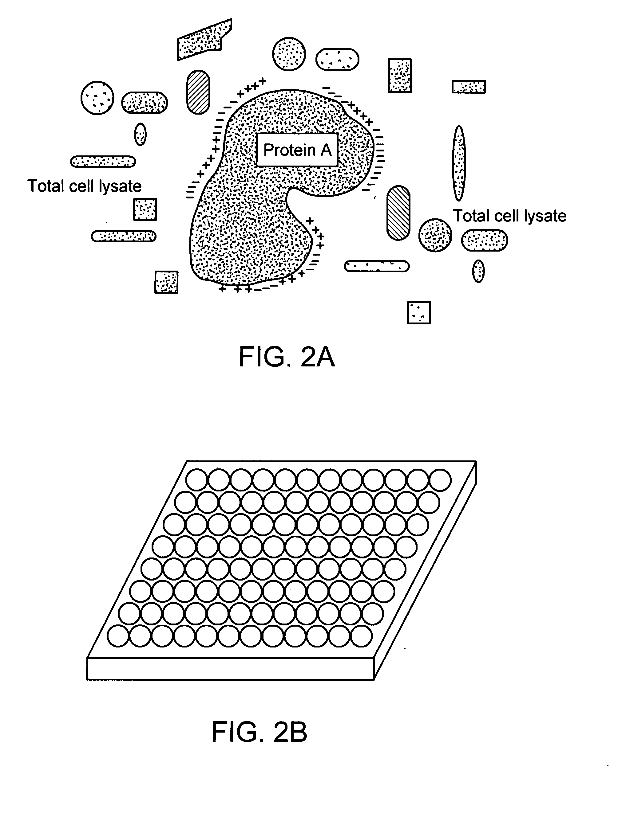 Protein-protein interactions and methods for identifying interacting proteins and the amino acid sequence at the site of interaction