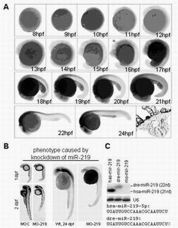 Application of micro ribonucleic acid (miRNA)-219 compound as marker of brain glioma