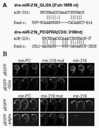 Application of micro ribonucleic acid (miRNA)-219 compound as marker of brain glioma