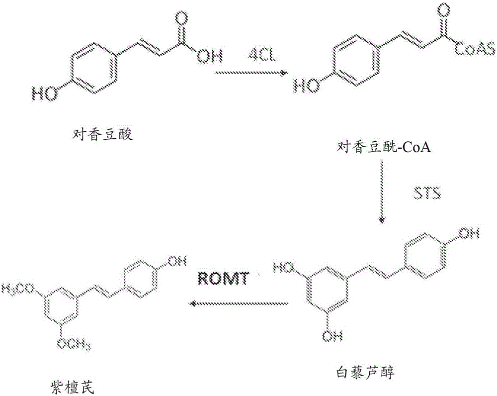 Methods of using O-methyltransferase for biosynthetic production of pterostilbene