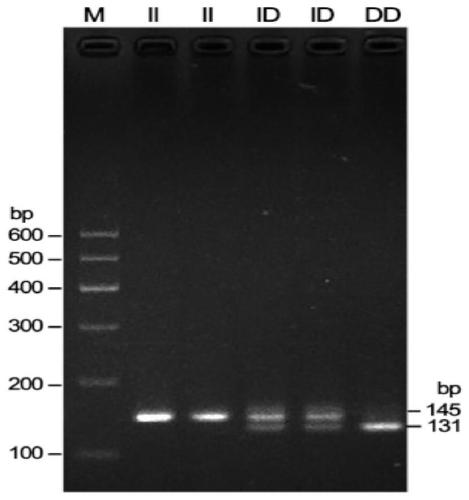 Detection method of goat CMTM2 gene insertion/deletion polymorphism and application thereof