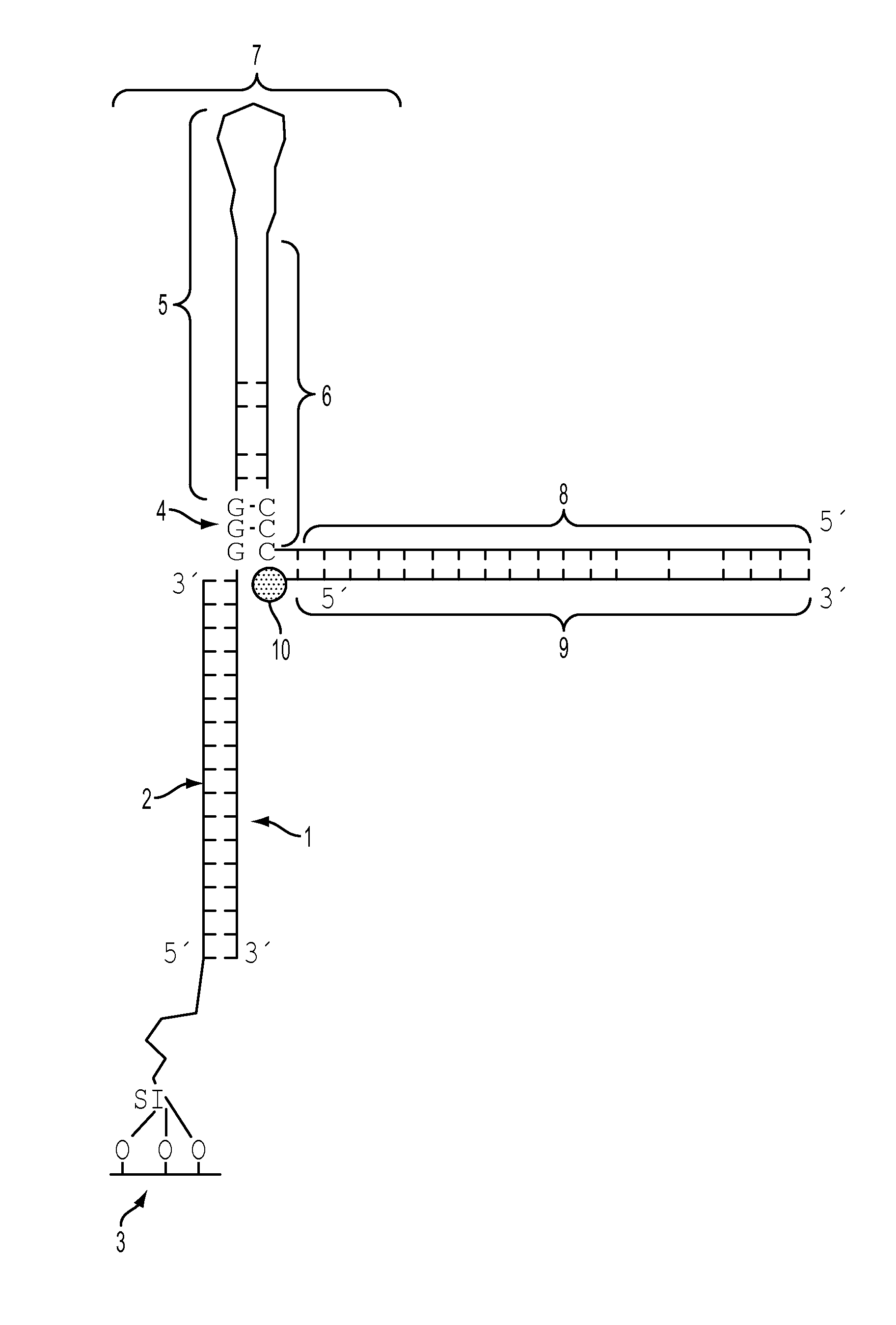 Methods for Detecting and Measuring Specific Nucleic Acid Sequences