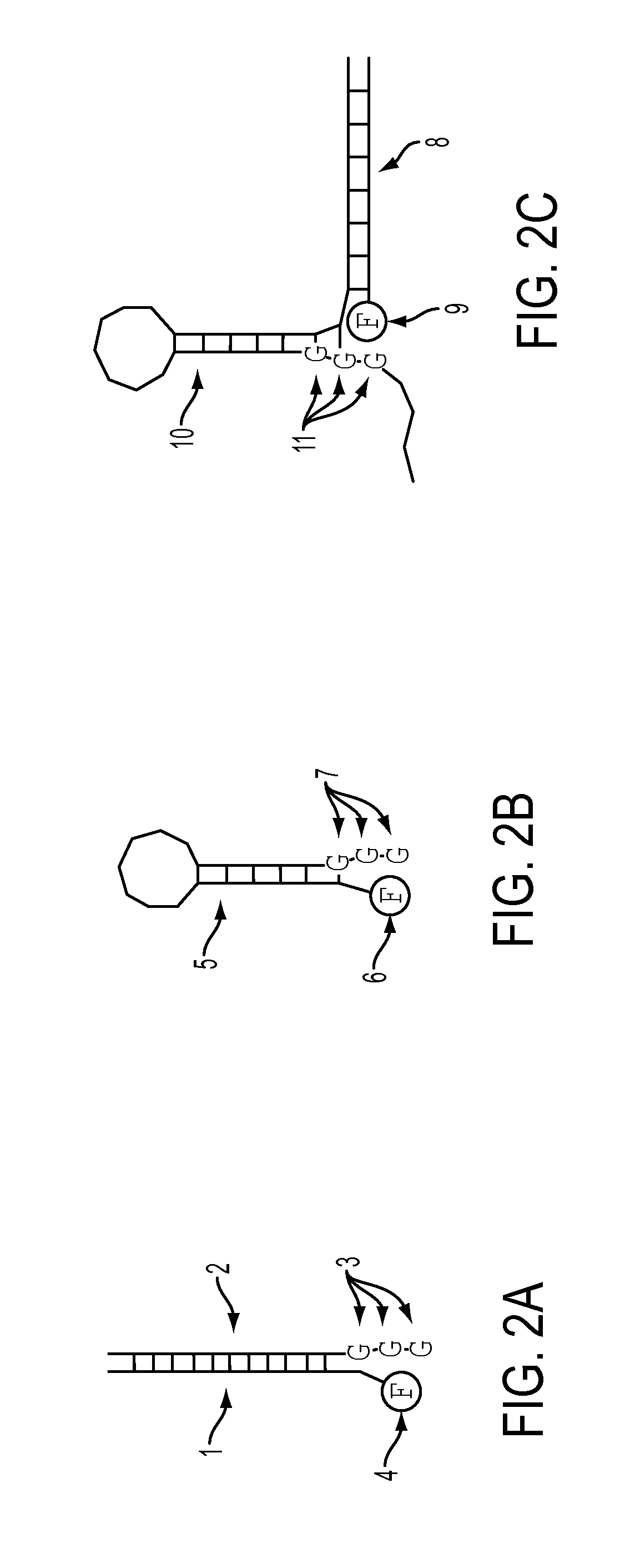 Methods for Detecting and Measuring Specific Nucleic Acid Sequences