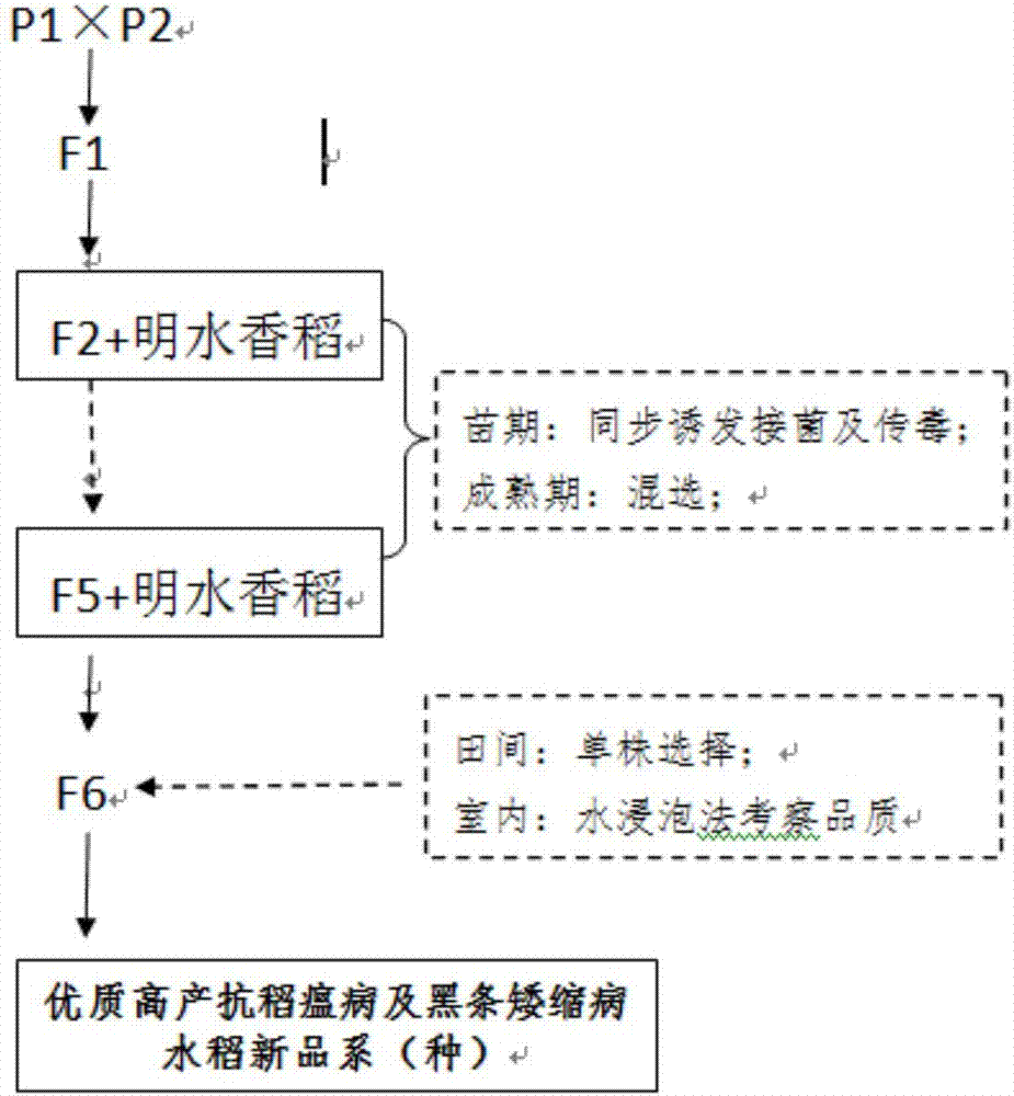 A kind of rice breeding method