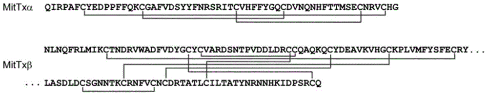 Preparation method of recombinant coral snake poison protein MitTx