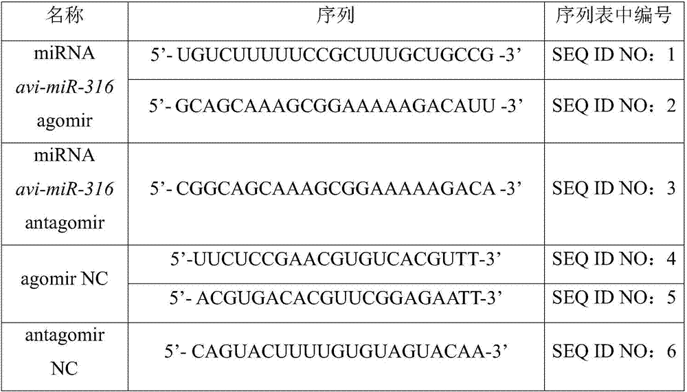 Artificially designed and synthesized miRNA and pest control action thereof on aphids