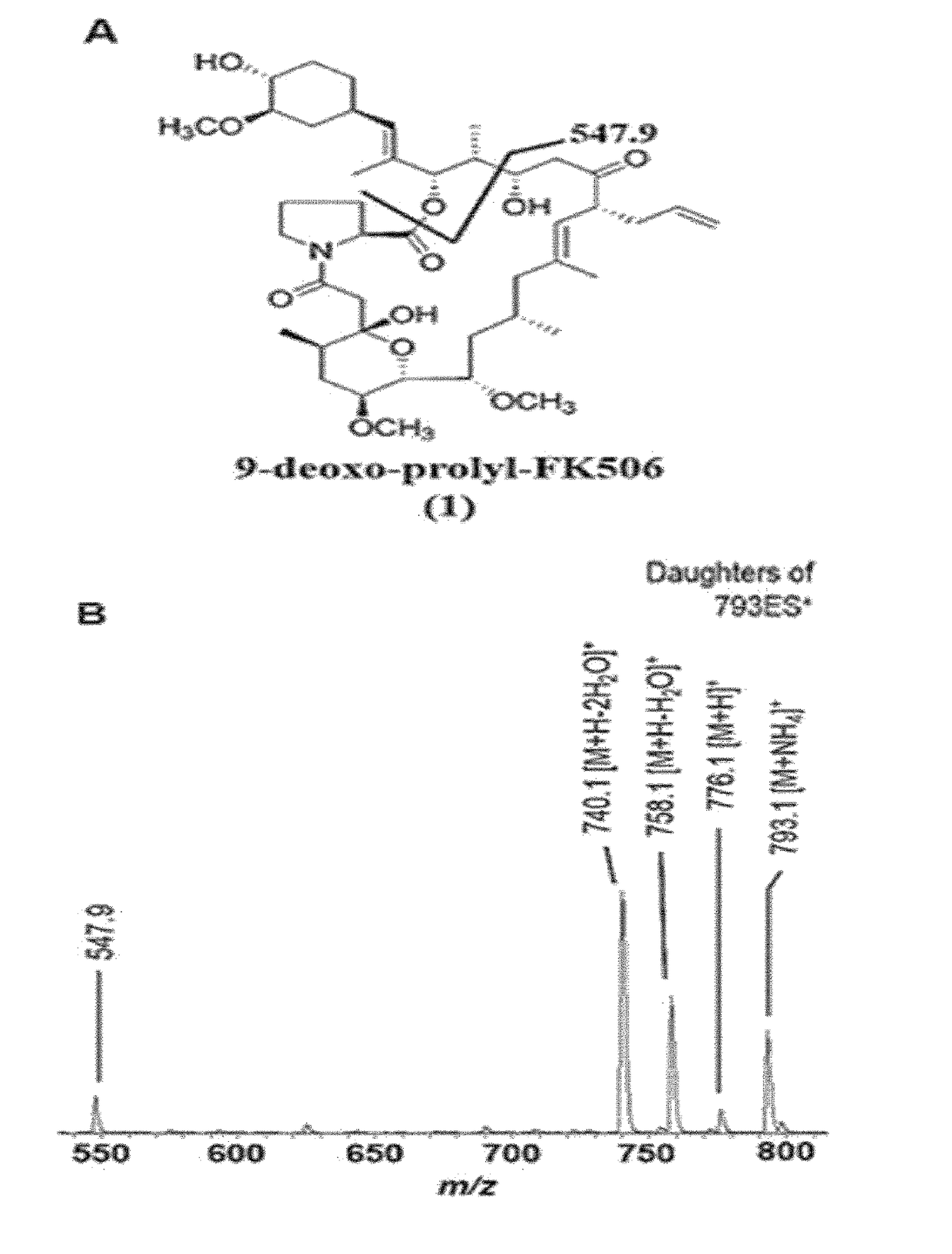 Fk506 derivative maintaining nerve regeneration activity without immunosuppressive activity, and use thereof