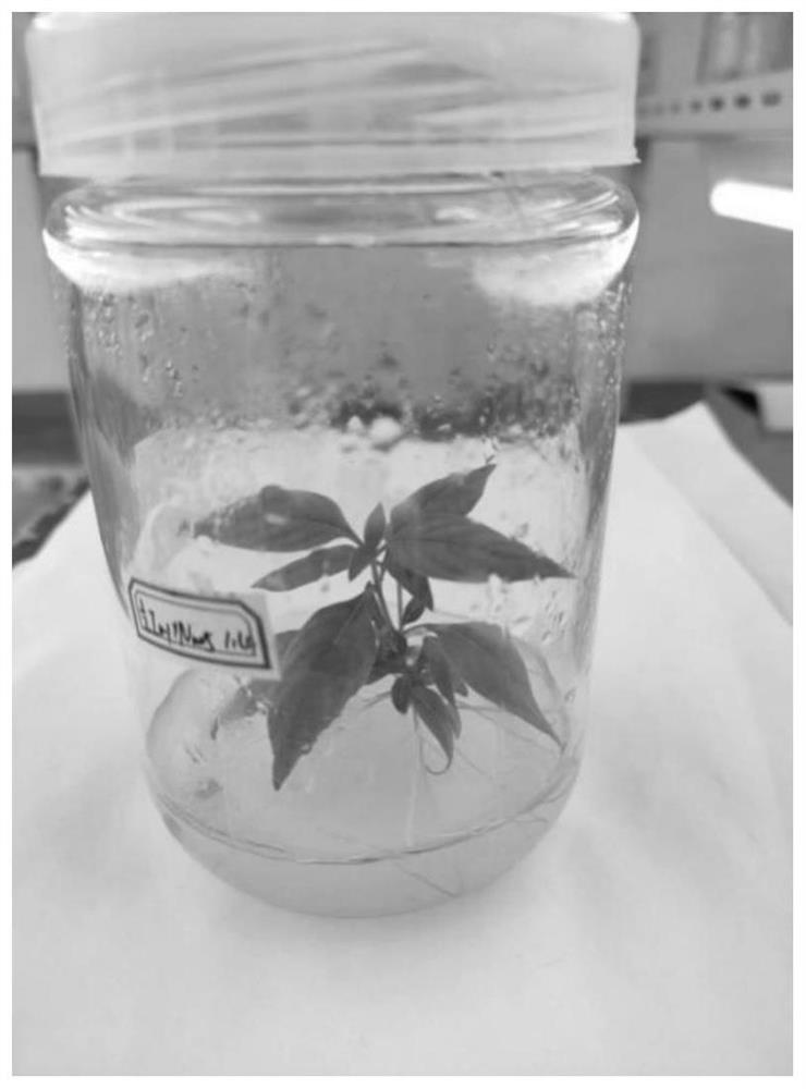 Tissue culture and rapid propagation culture medium and tissue culture and rapid propagation method for thin-bark wood