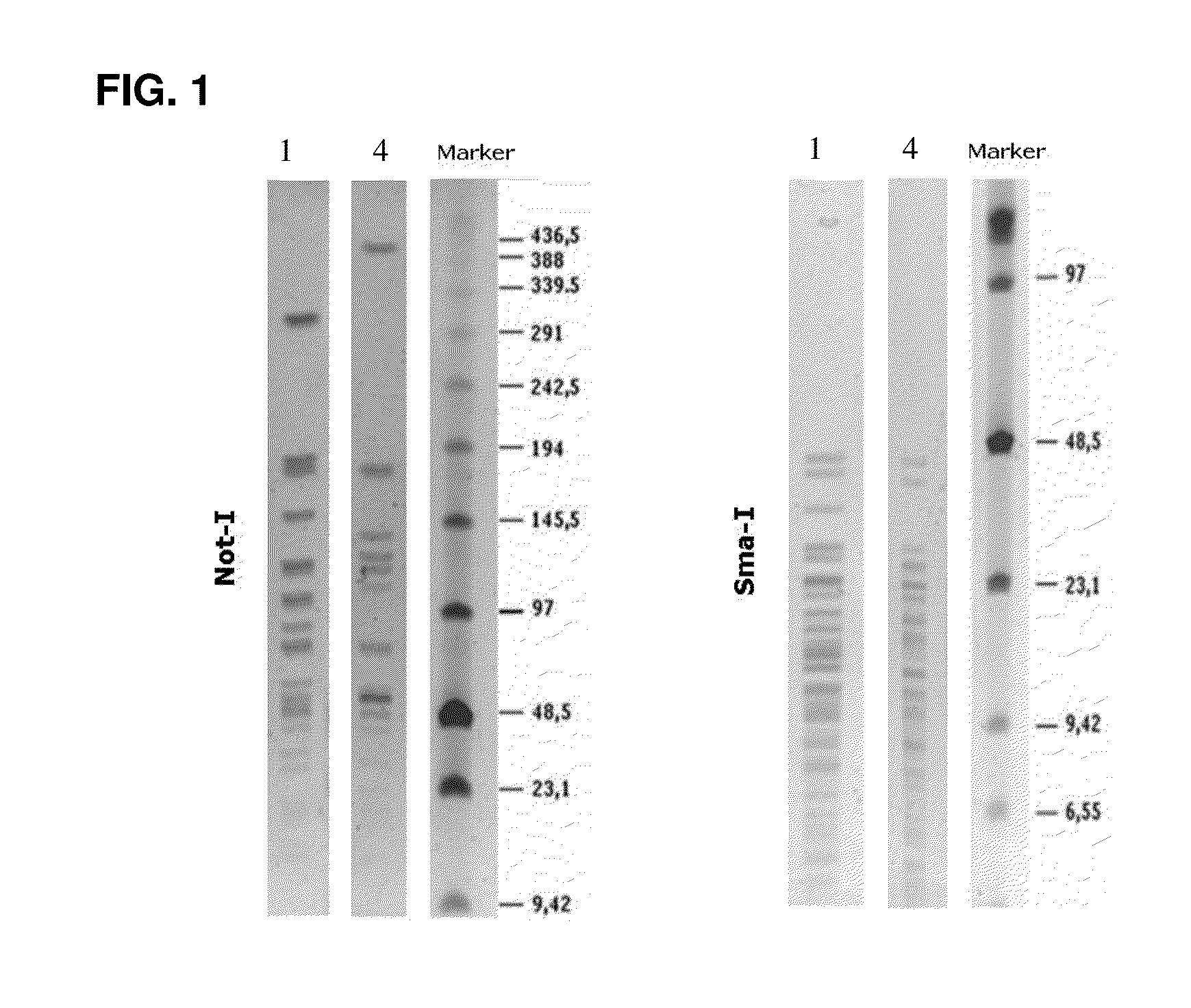 Probiotic compositions for use in the treatment of bowel diseases