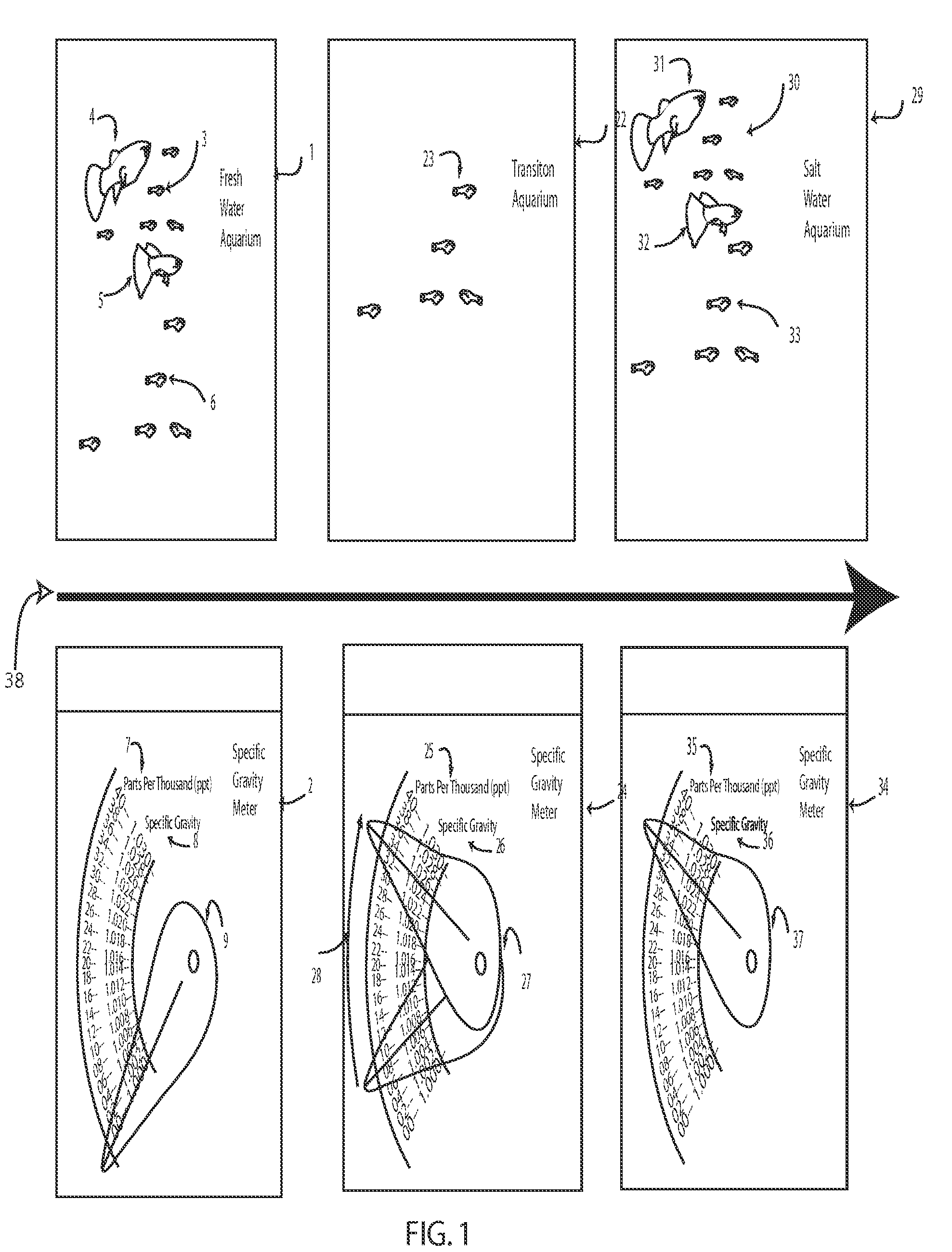 Process to enable live-bearing fresh water fish to live and breed in a salt water environment.