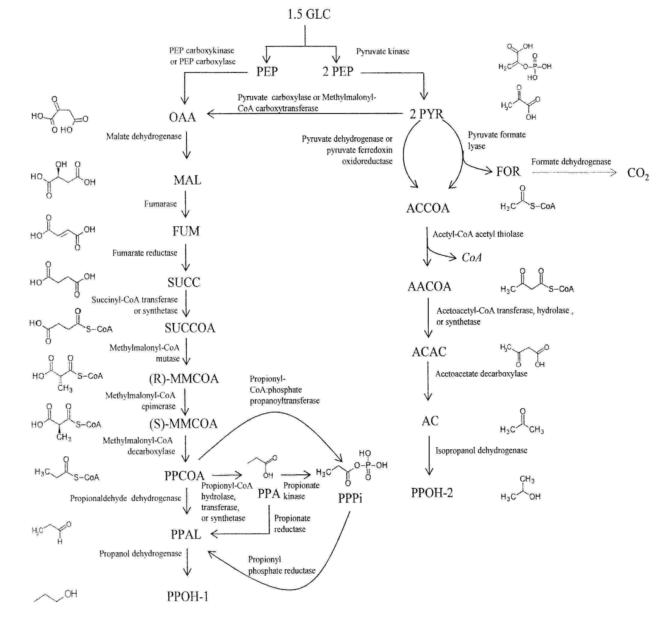 Microorganisms and methods for the co-production of isopropanol with primary alcohols, diols and acids