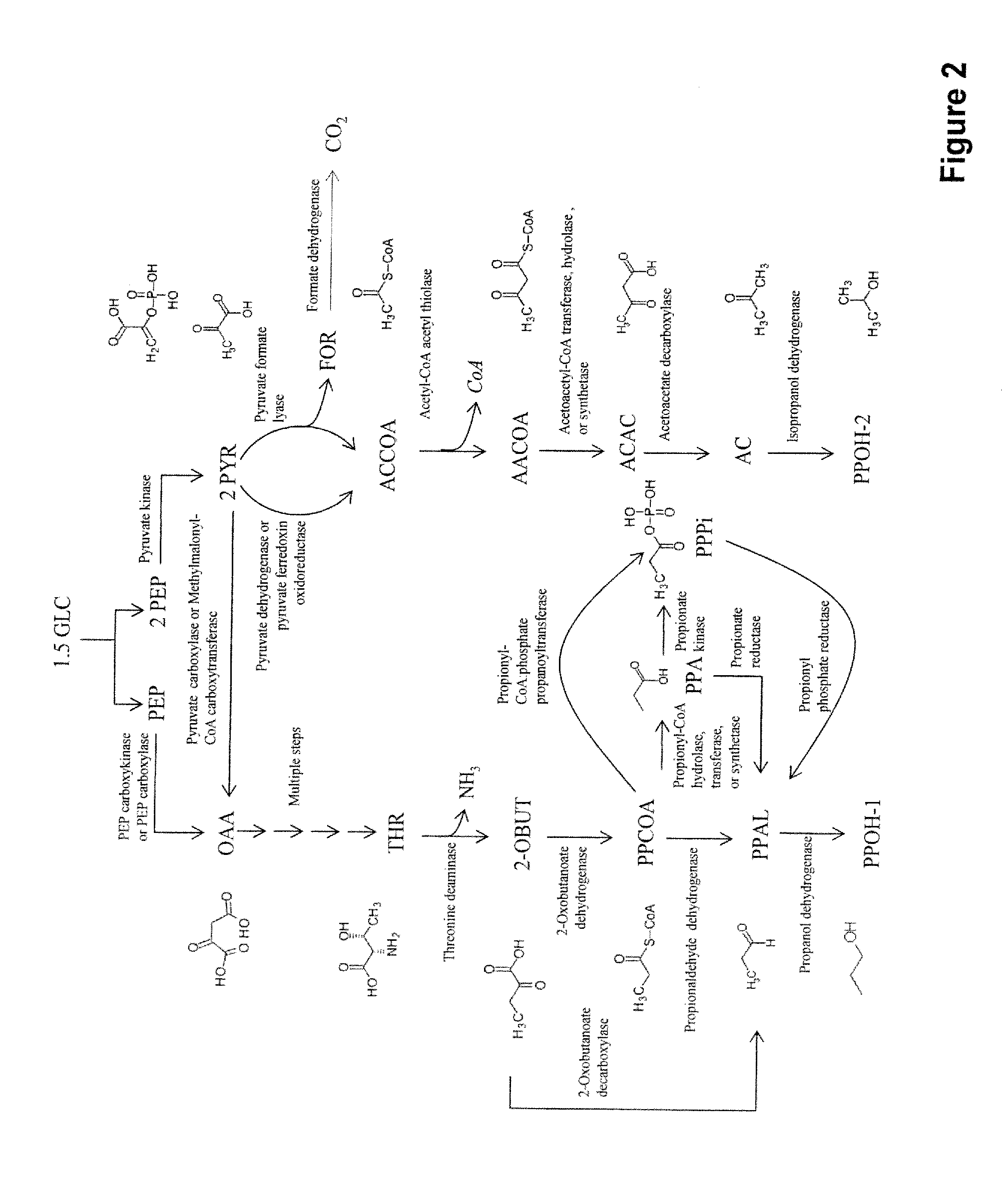 Microorganisms and methods for the co-production of isopropanol with primary alcohols, diols and acids