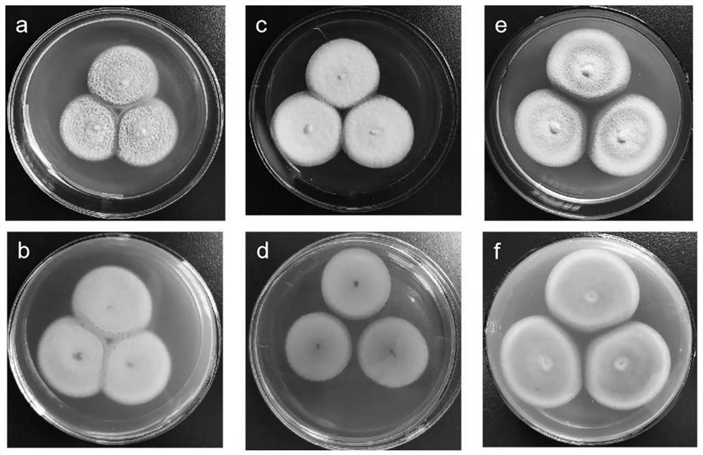 Talaromyces sp FL15 and application thereof in mediating nano-silver biosynthesis