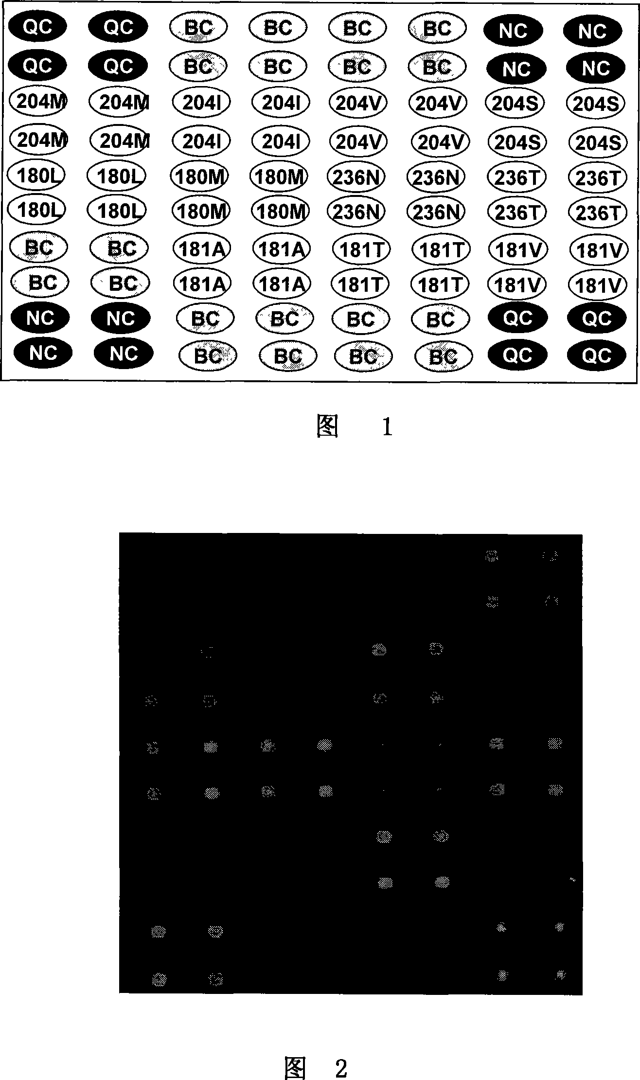 Method for identifying HBV gene mutation type, special chip and reagent kit