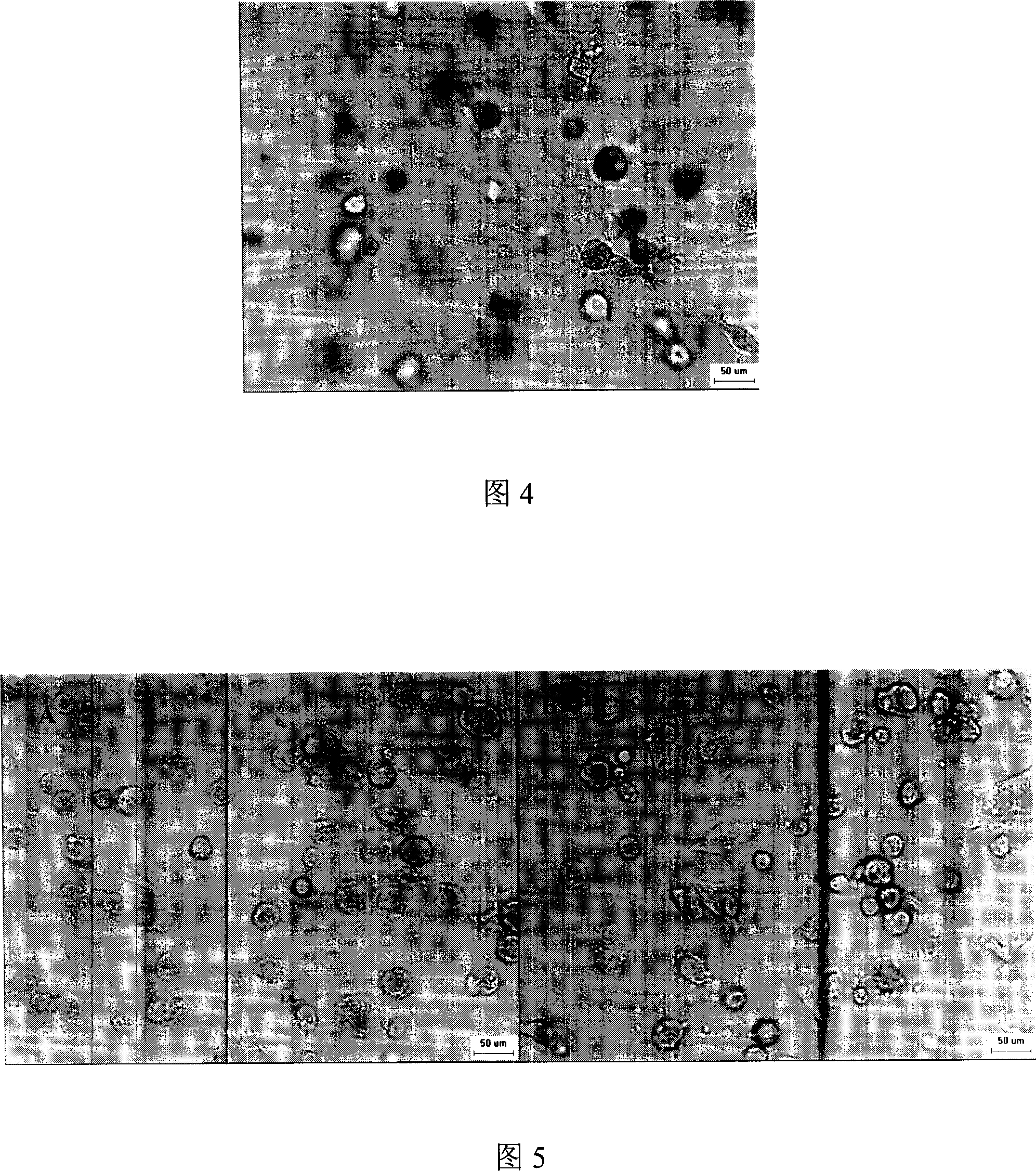 Method for amplifying mensenchymal stem cell under three-dimensional dynamic condition