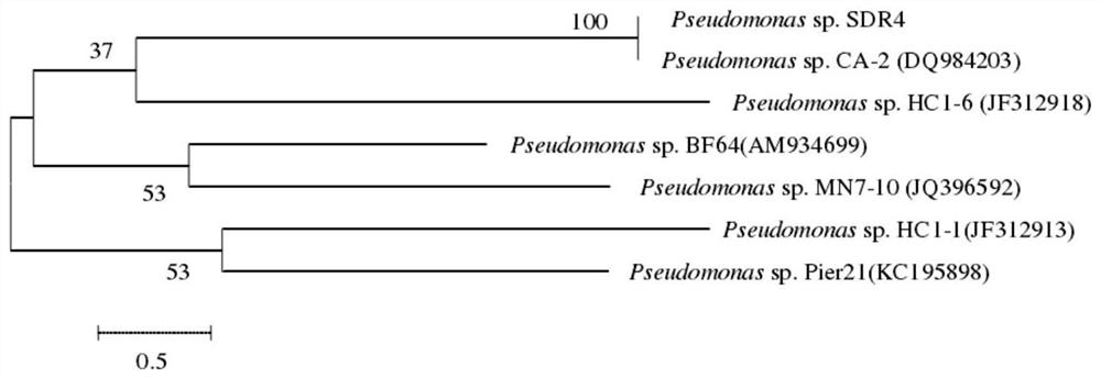 A compound bacterial agent for degrading polycyclic aromatic hydrocarbon pollutants in freeze-thaw soil and its application