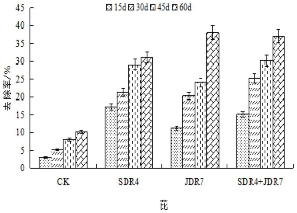 A compound bacterial agent for degrading polycyclic aromatic hydrocarbon pollutants in freeze-thaw soil and its application