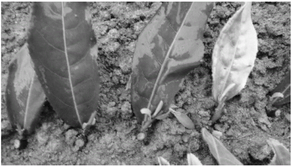 Method for conducting single node cutting seedling cultivation by utilizing branches after spring tea-picking in three-dimensional tea garden