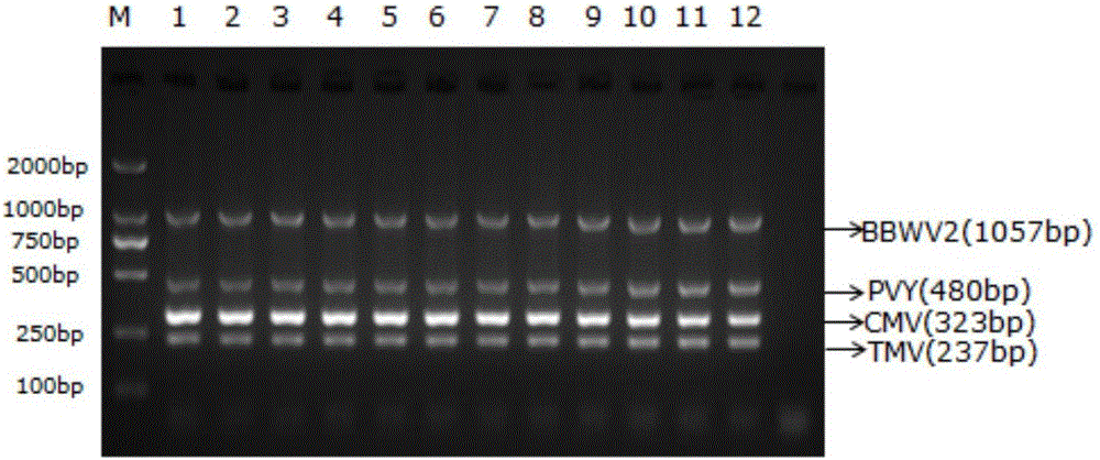 Quadruple RT-PCR method simultaneously detecting multiple kinds of pepper viruses and application of method