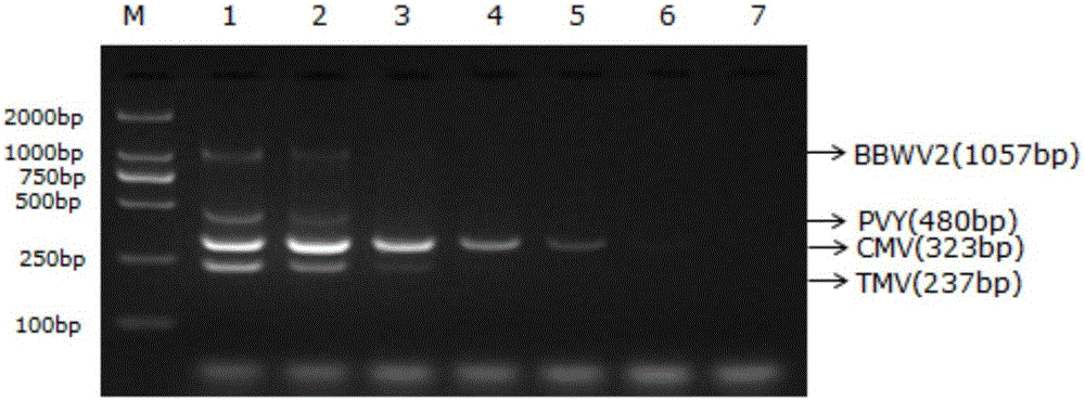 Quadruple RT-PCR method simultaneously detecting multiple kinds of pepper viruses and application of method