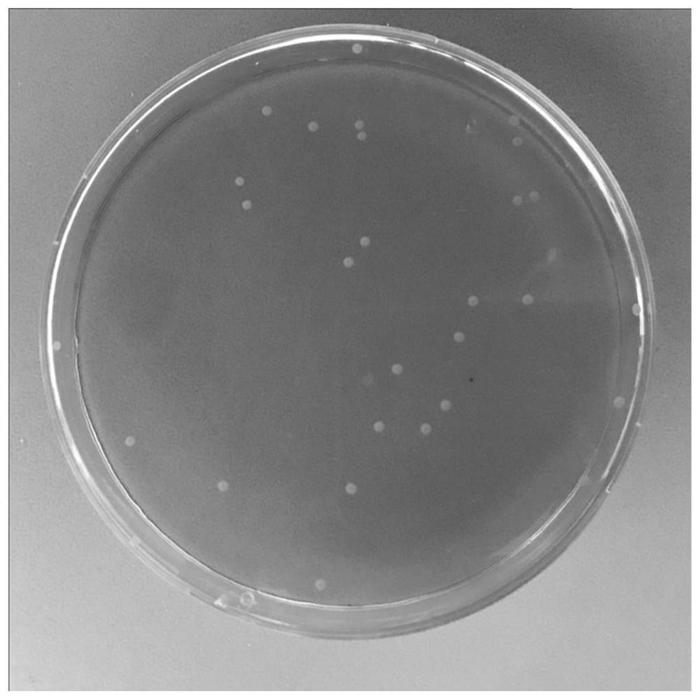 A kind of Lactobacillus reuteri and application thereof