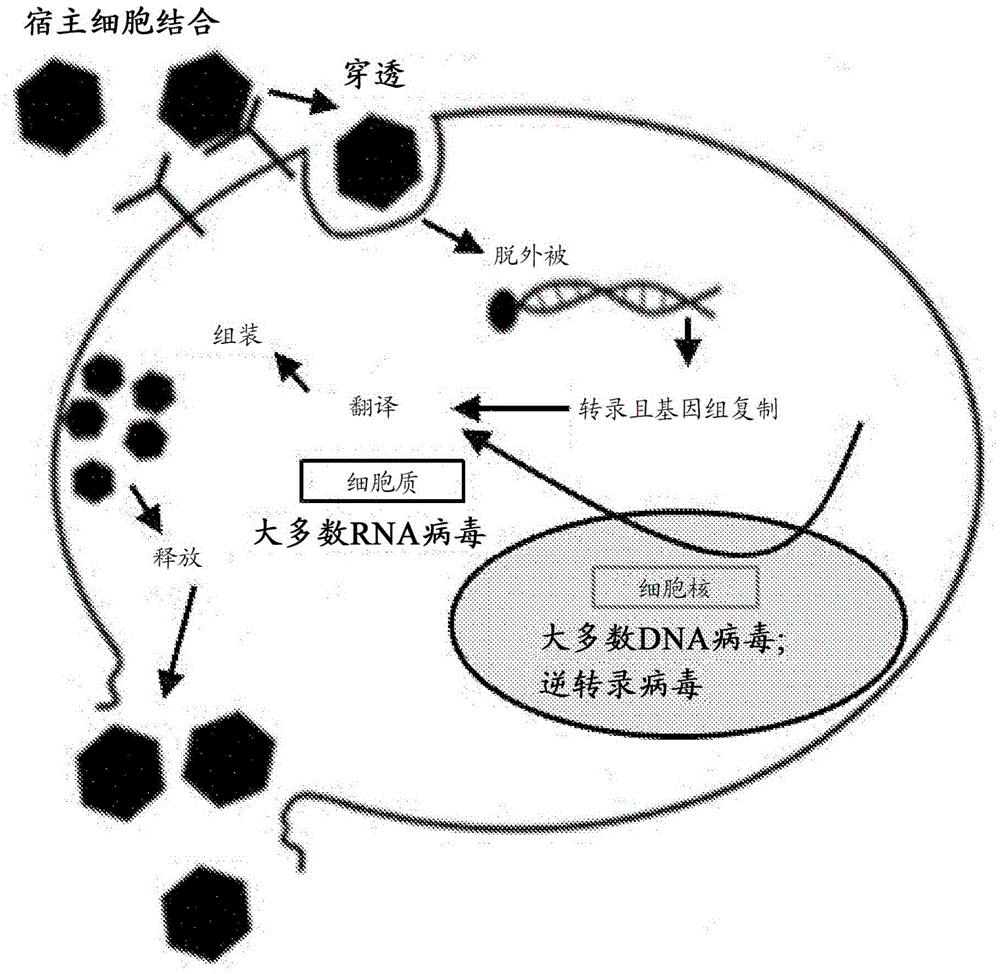 Genetic assays