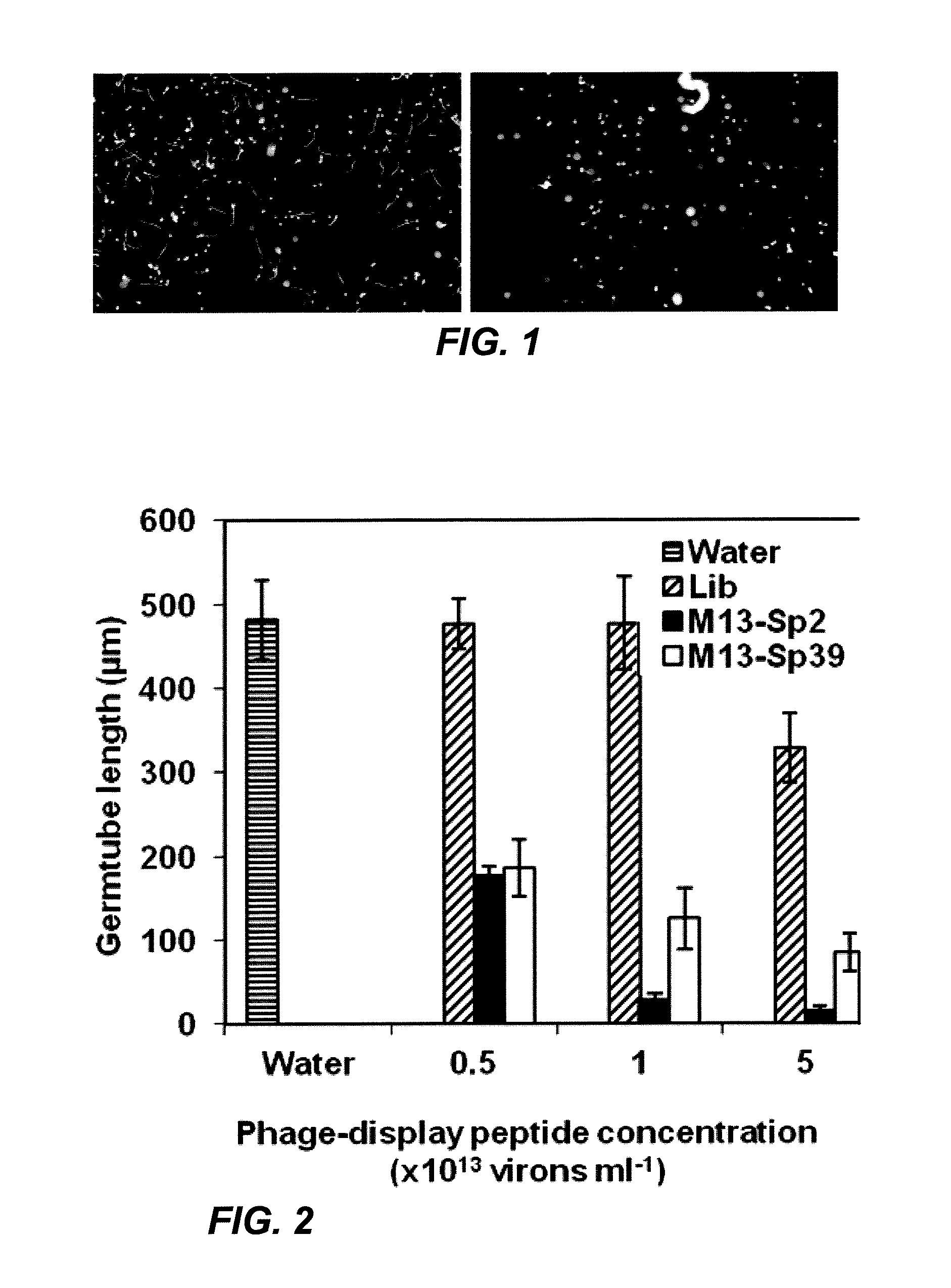 Defense peptides against fungal infection and method of their use