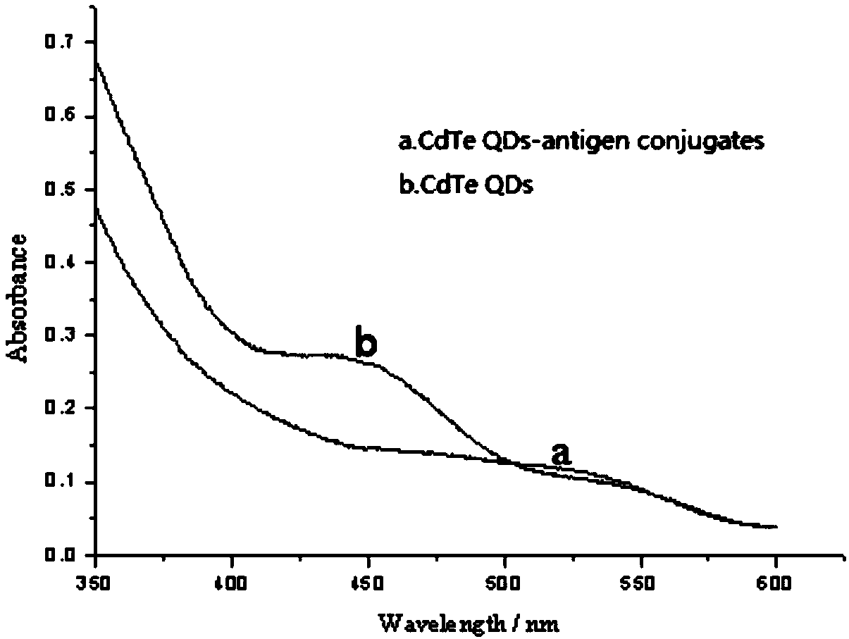 Method for utilizing CdTe quantum dots to measure Zzilpaterol