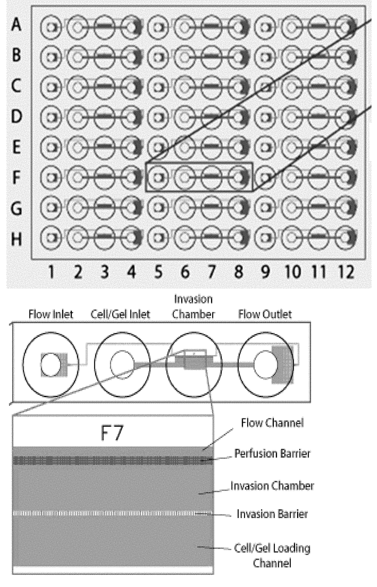 Cell Culture And Invasion Assay Method And System