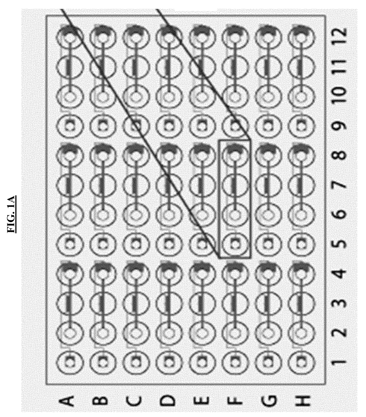 Cell Culture And Invasion Assay Method And System