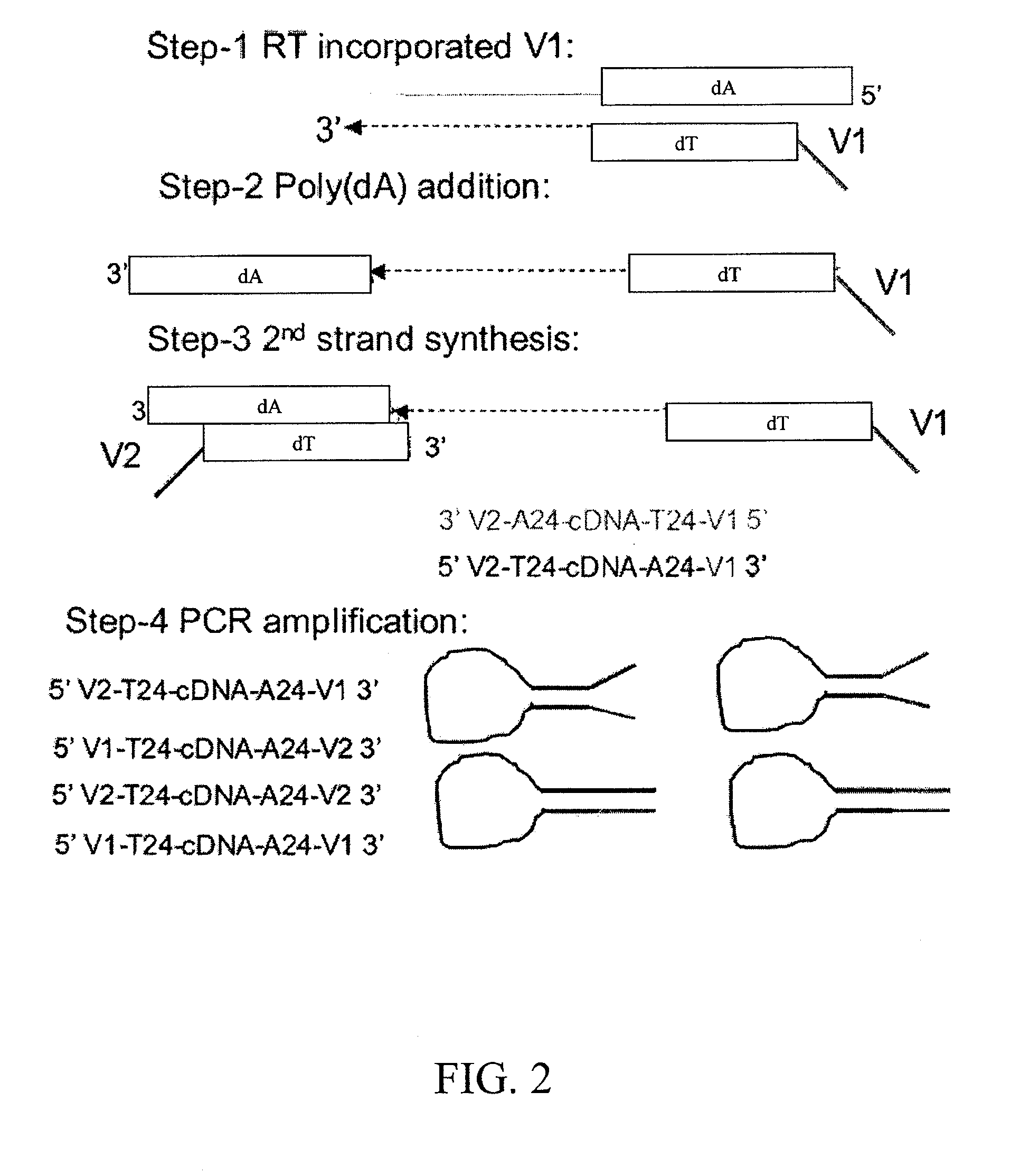 Method for amplifying monomorphic-tailed nucleic acids