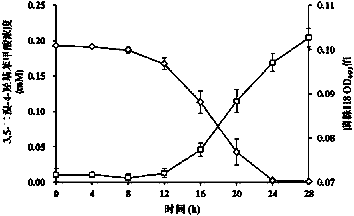 Halogenated benzoic acid degradation strain, inoculant produced by strain and application