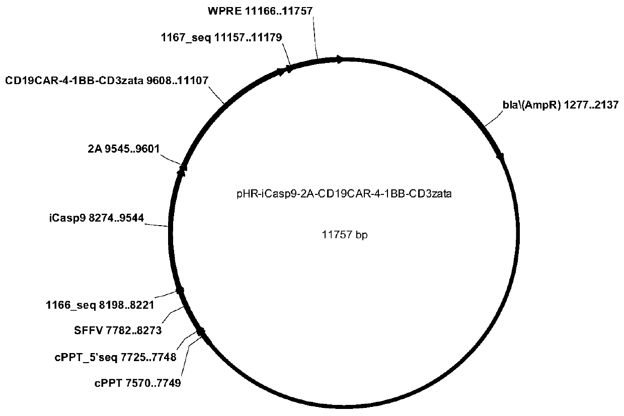 A kind of cd19-car-t cell carrying icasp9 suicide gene and its application