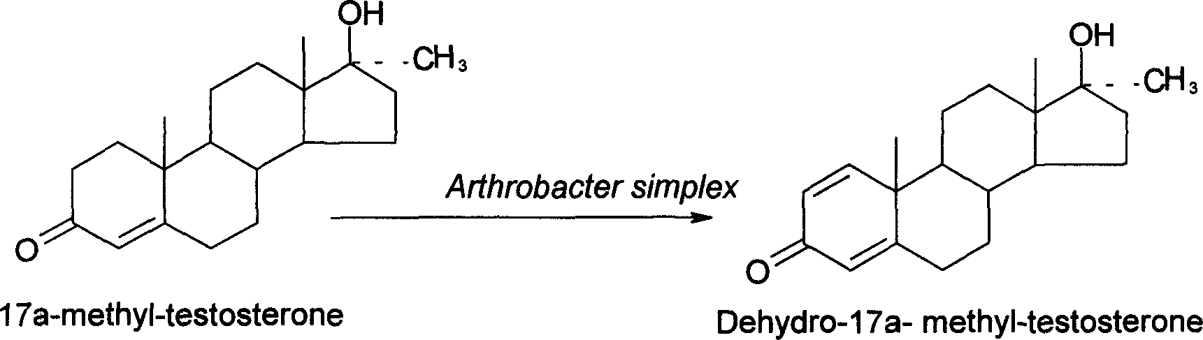 Preparation technique for producing mayandrosteron through microbial conversion method